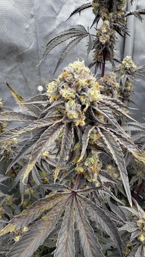 Marshmallow OG - Compound Genetics. Week 12