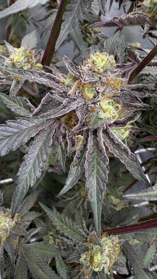 Marshmallow OG - Compound Genetics. Week 12