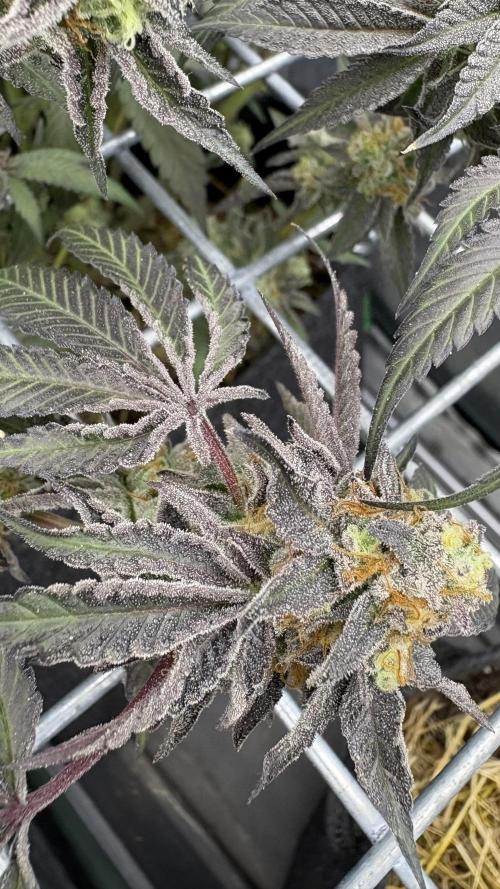 Marshmallow OG - Compound Genetics. Week 12