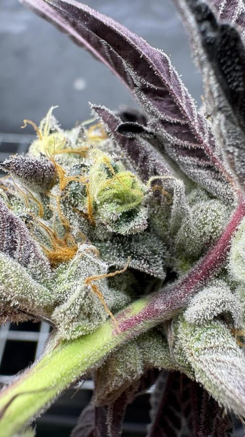 Marshmallow OG - Compound Genetics. Week 13