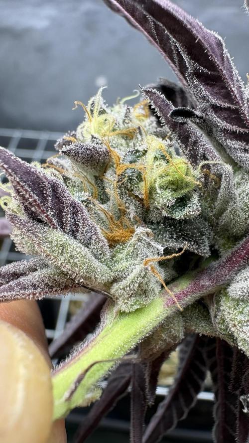 Marshmallow OG - Compound Genetics. Week 13