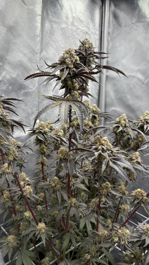 Marshmallow OG - Compound Genetics. Week 13