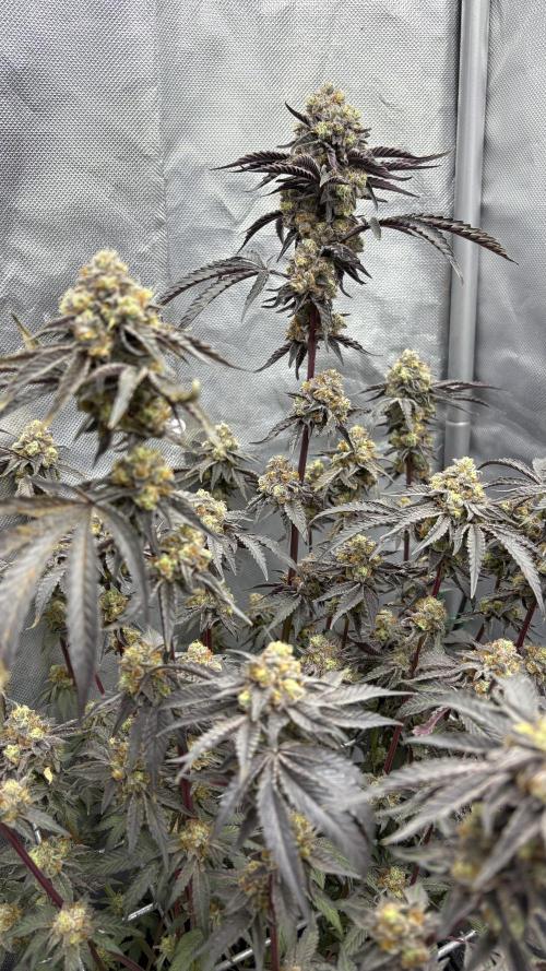 Marshmallow OG - Compound Genetics. Week 13