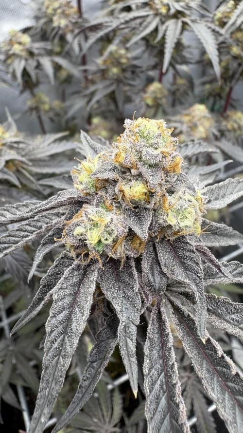 Marshmallow OG - Compound Genetics. Week 13