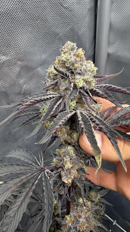 Marshmallow OG - Compound Genetics. Week 13