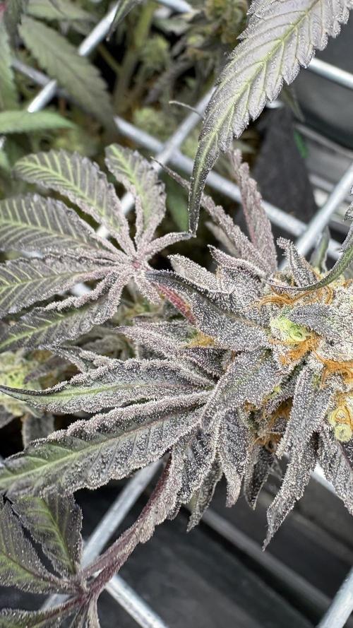 Marshmallow OG - Compound Genetics. Week 13