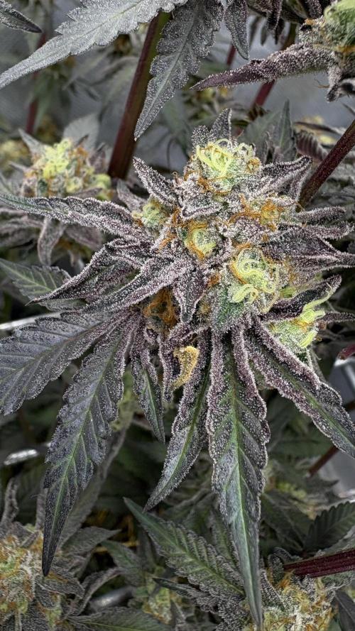 Marshmallow OG - Compound Genetics. Week 13