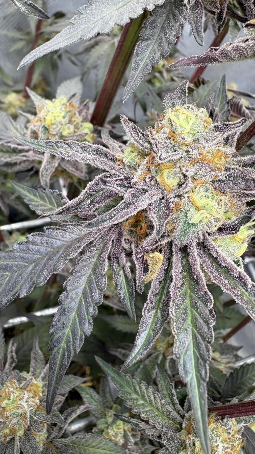 Marshmallow OG - Compound Genetics. Week 13