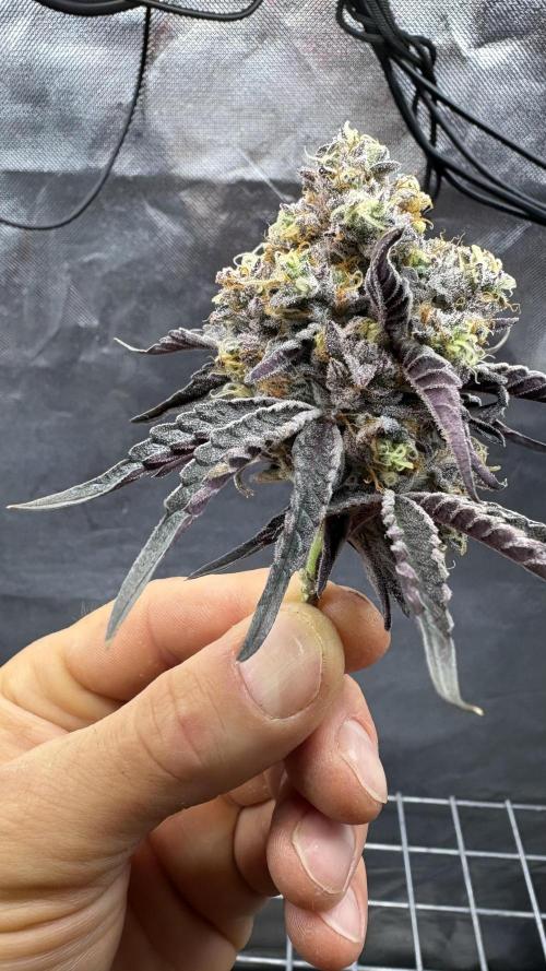 Marshmallow OG - Compound Genetics. Week 13