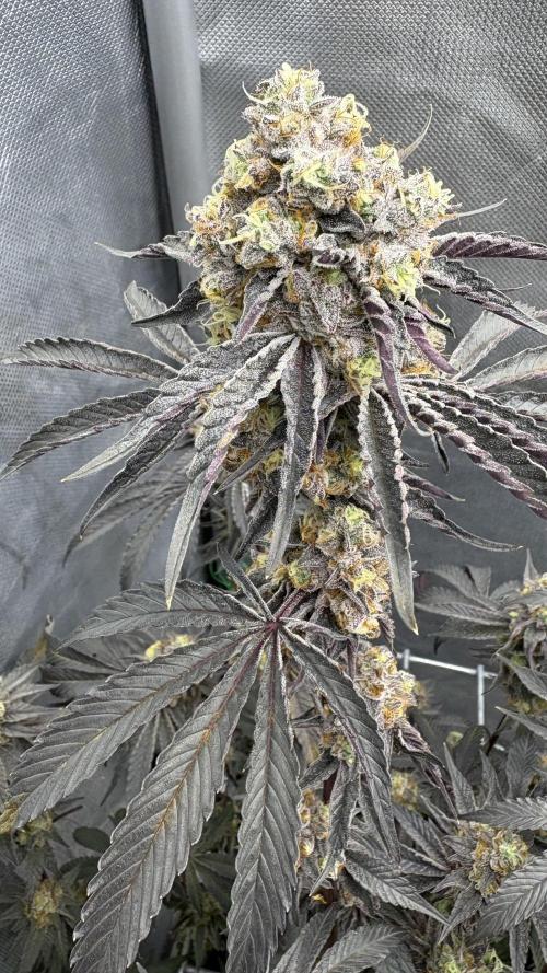 Marshmallow OG - Compound Genetics. Week 13