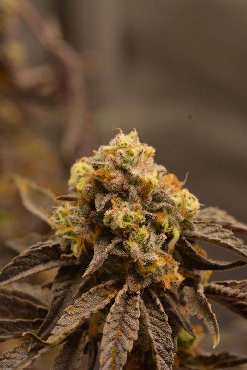 Marshmallow OG - Compound Genetics. Week 13