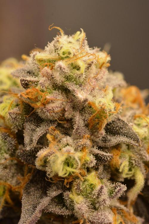 Marshmallow OG - Compound Genetics. Week 13