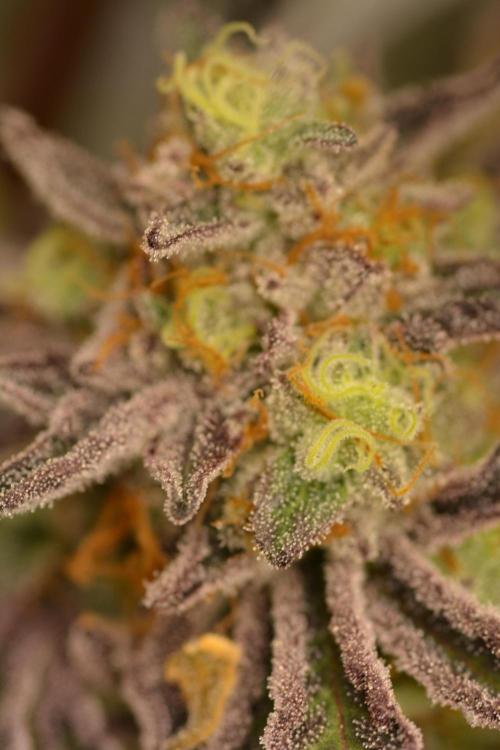 Marshmallow OG - Compound Genetics. Week 13