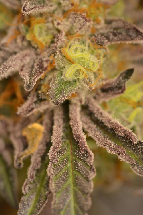 Marshmallow OG - Compound Genetics. Week 13