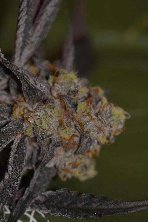 Marshmallow OG - Compound Genetics. Week 13