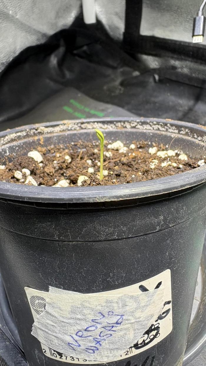 Neon Wasabi - Terpyz. Week 1