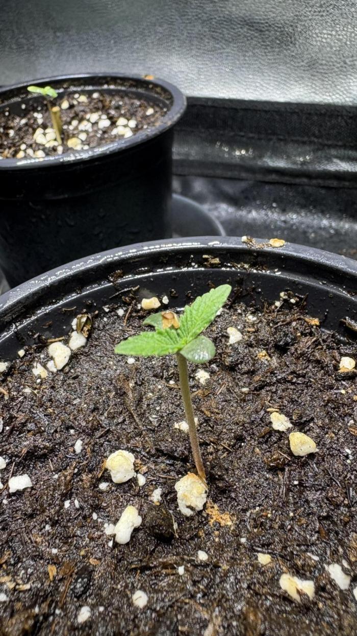 Neon Wasabi - Terpyz. Week 2