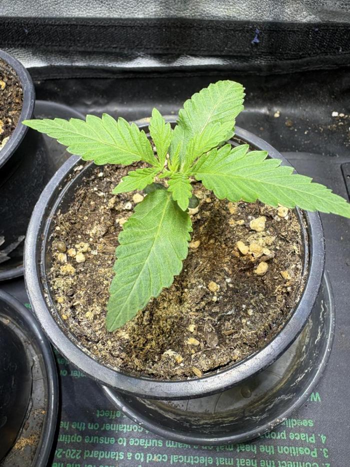 Neon Wasabi - Terpyz. Week 3