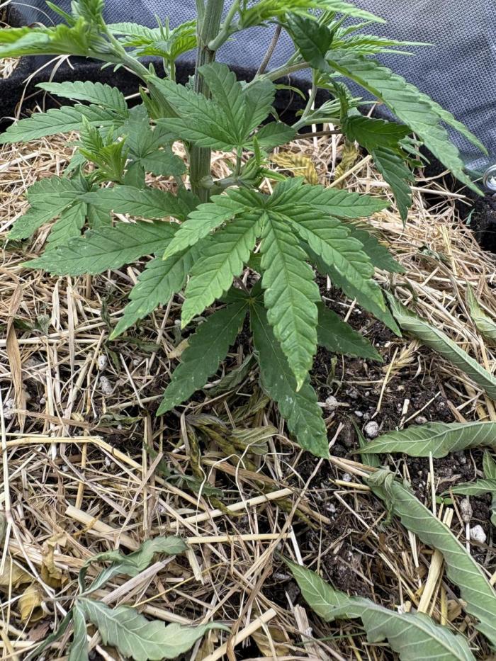 Neon Wasabi - Terpyz. Week 4