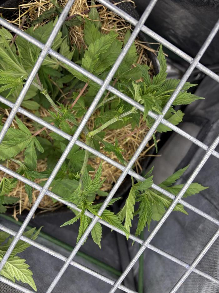 Neon Wasabi - Terpyz. Week 5
