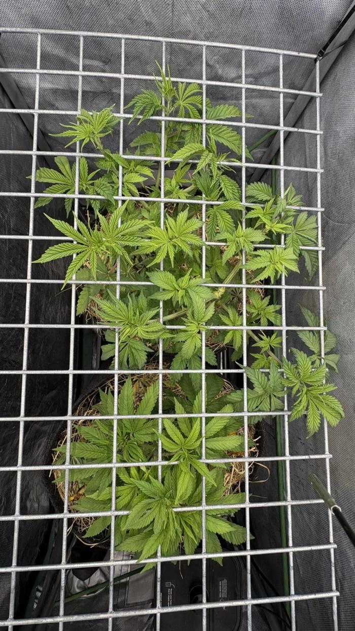Neon Wasabi - Terpyz. Week 6