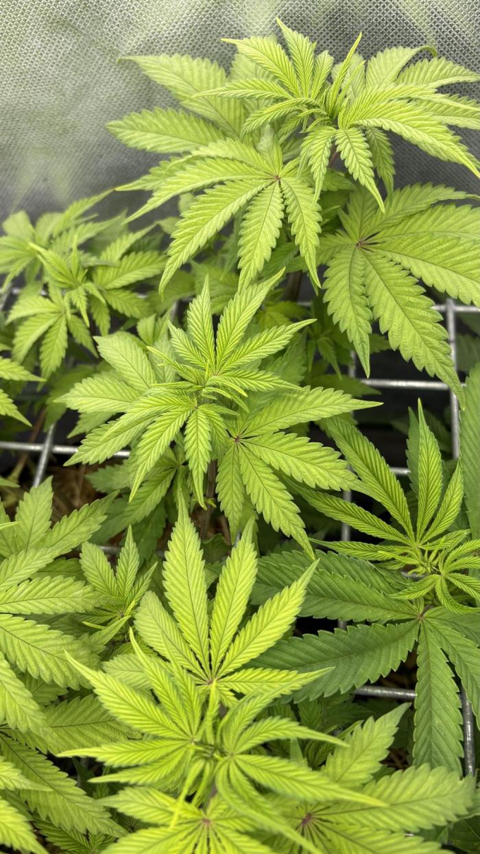 Neon Wasabi - Terpyz. Week 7