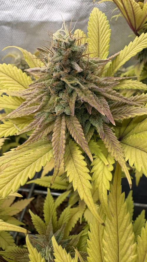 Neon Wasabi - Terpyz. Week 14