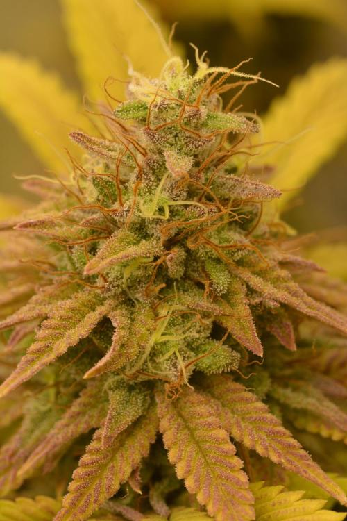 Neon Wasabi - Terpyz. Week 15
