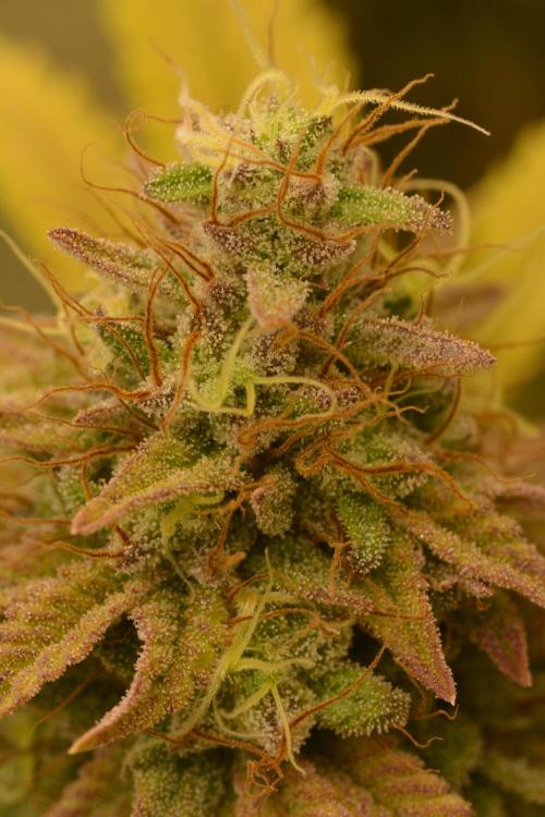 Neon Wasabi - Terpyz. Week 15