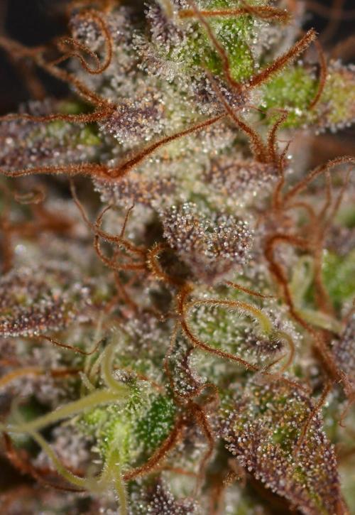 Neon Wasabi - Terpyz. Week 17