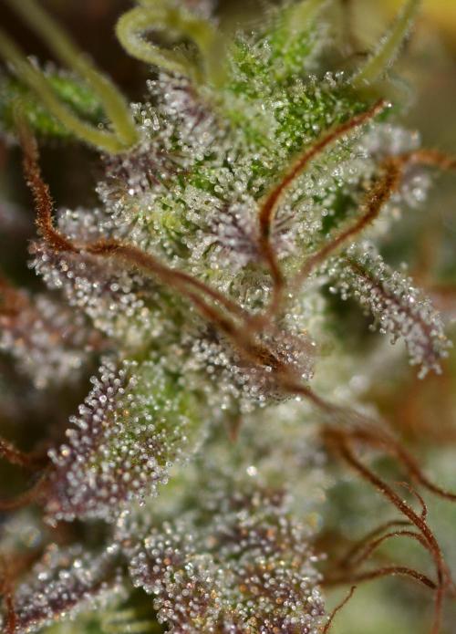 Neon Wasabi - Terpyz. Week 17