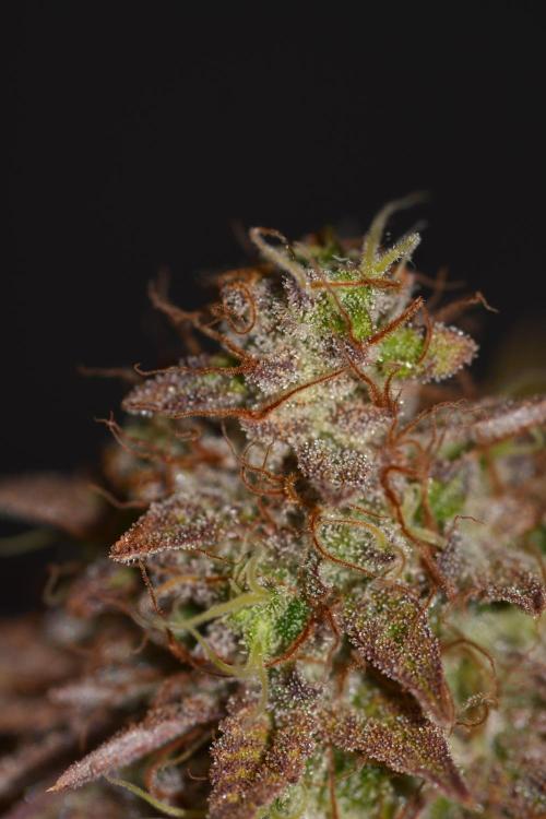 Neon Wasabi - Terpyz. Week 17