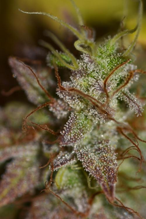 Neon Wasabi - Terpyz. Week 17