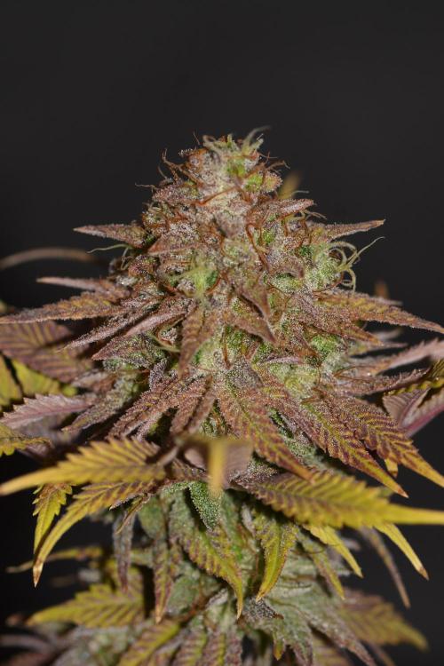 Neon Wasabi - Terpyz. Week 17