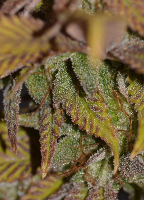 Neon Wasabi - Terpyz. Week 17