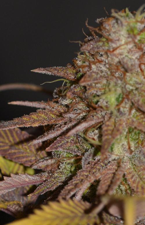 Neon Wasabi - Terpyz. Week 17