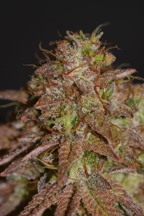 Neon Wasabi - Terpyz. Week 17