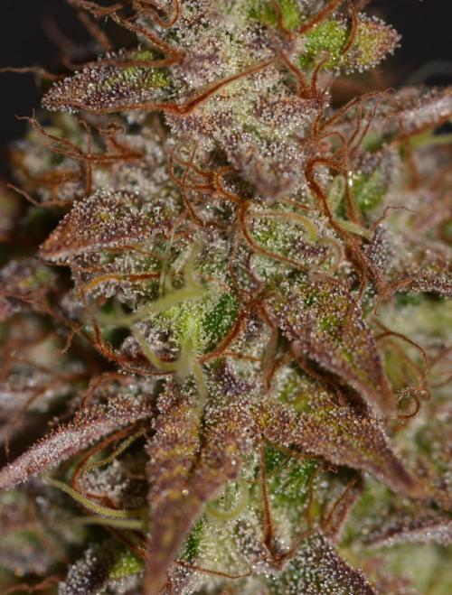 Neon Wasabi - Terpyz. Week 17