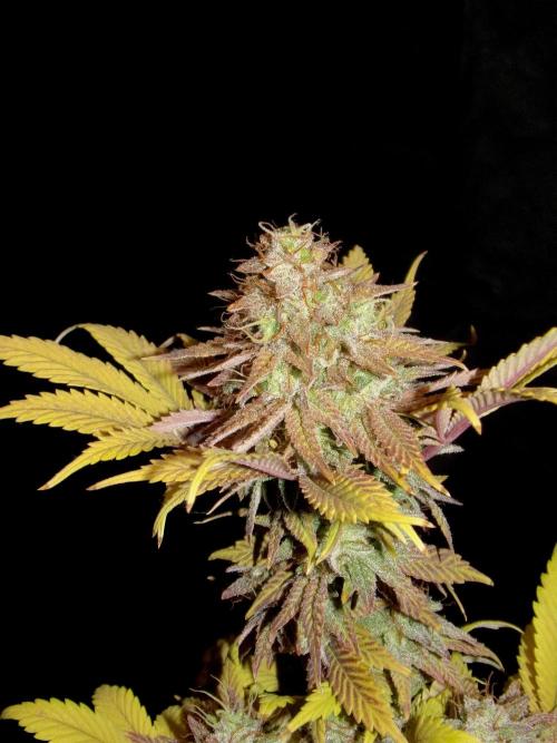 Neon Wasabi - Terpyz. Week 17