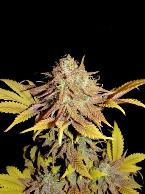 Neon Wasabi - Terpyz. Week 17