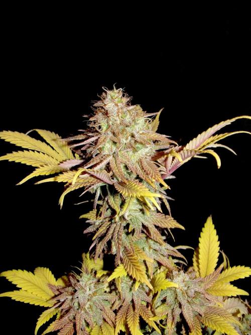 Neon Wasabi - Terpyz. Week 17