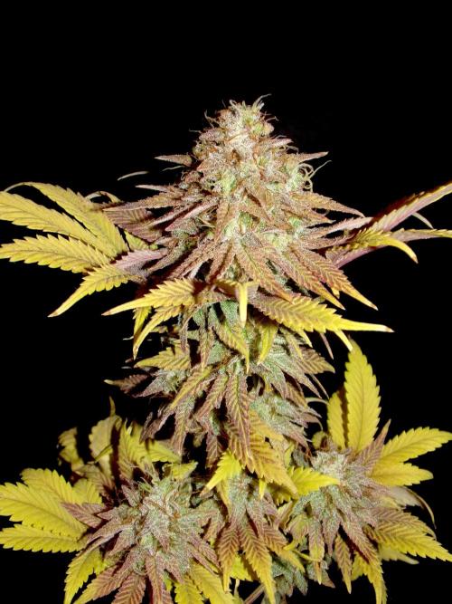 Neon Wasabi - Terpyz. Week 17
