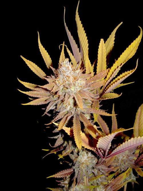 CadillacRainbow x BananaShack - GrandCru. Week 9