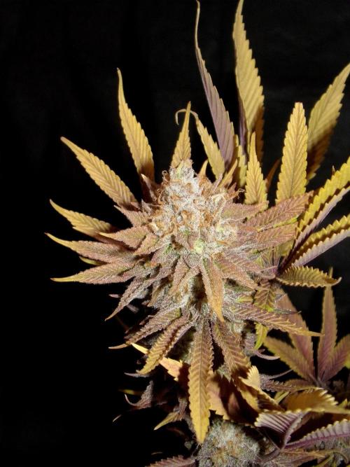 CadillacRainbow x BananaShack - GrandCru. Week 9