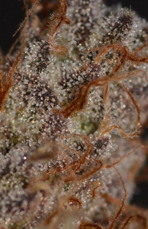 CadillacRainbow x BananaShack - GrandCru. Week 9