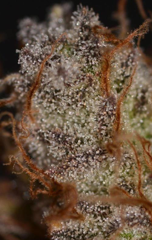 CadillacRainbow x BananaShack - GrandCru. Week 9