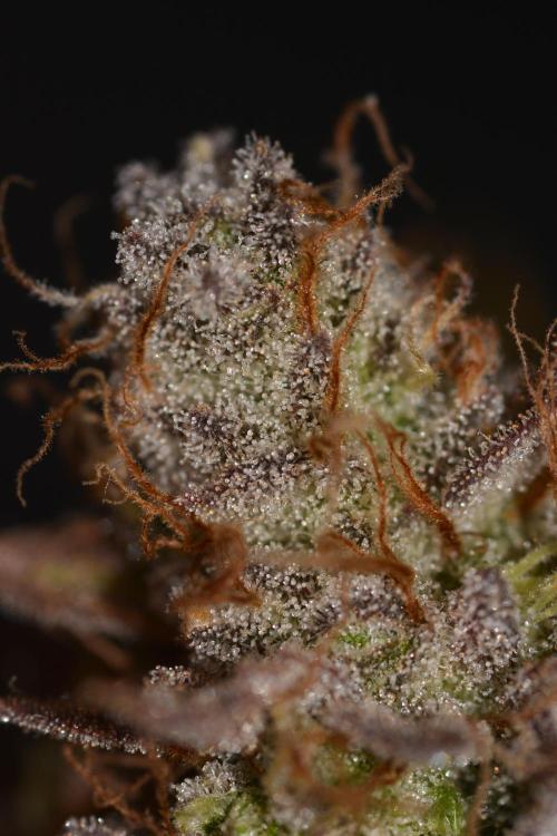 CadillacRainbow x BananaShack - GrandCru. Week 9