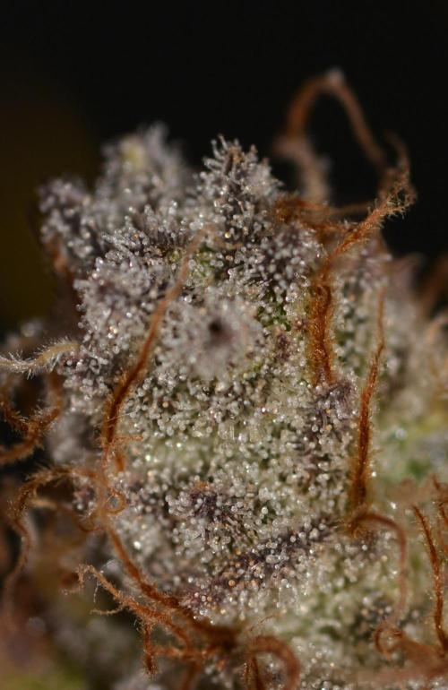 CadillacRainbow x BananaShack - GrandCru. Week 9