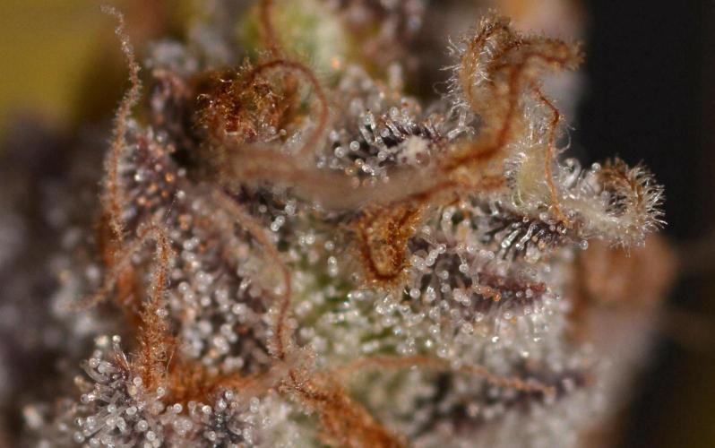 CadillacRainbow x BananaShack - GrandCru. Week 9