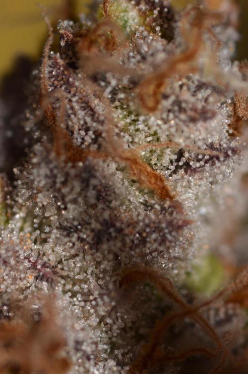 CadillacRainbow x BananaShack - GrandCru. Week 9